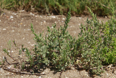 Atriplex cristata- Crested Saltbush