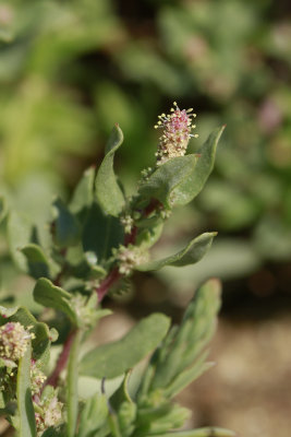 Atriplex cristata- Crested Saltbush
