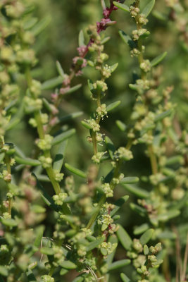 Suaeda sp.- Sea Blite