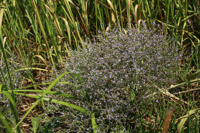 Limonium carolinianum- Sea Lavender