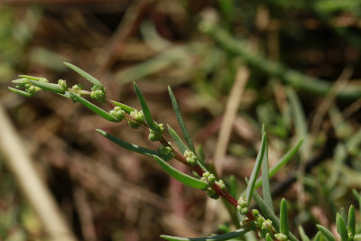 Suaeda sp.- Sea Blite