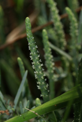 Salicornia