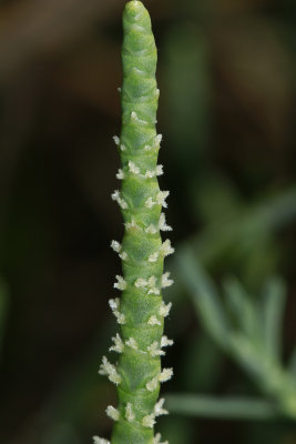 Salicornia