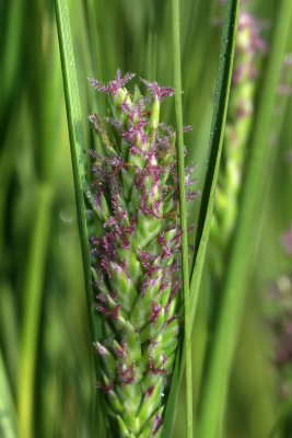 Distichlis spicata- Salt Grass