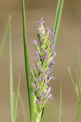 Distichlis spicata- Salt Grass