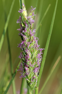 Distichlis spicata- Salt Grass