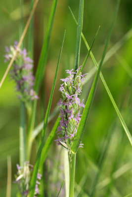 Distichlis spicata- Salt Grass