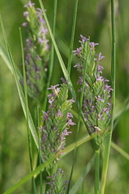 Distichlis spicata- Salt Grass