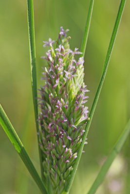 Distichlis spicata- Salt Grass