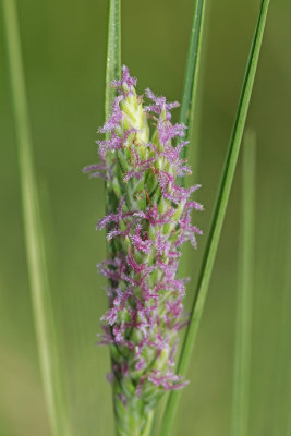 Distichlis spicata- Salt Grass