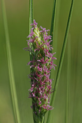 Distichlis spicata- Salt Grass