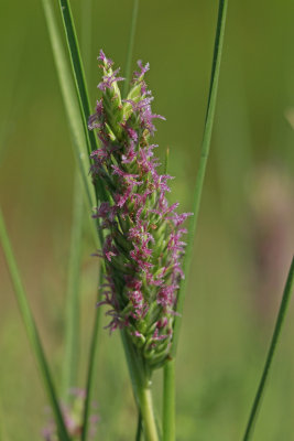 Distichlis spicata- Salt Grass