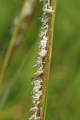 Spartina alterniflora- Salt Marsh Cord Grass