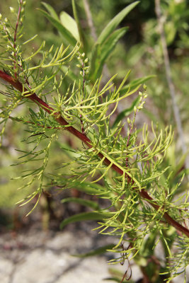 Artemisia campestris ssp. caudatus- Beach Wormwood