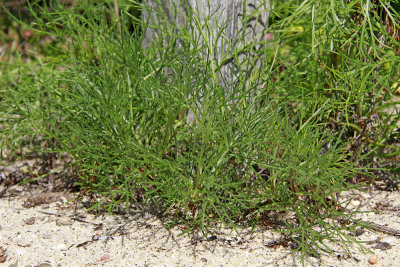 Artemisia campestris ssp. caudatus- Beach Wormwood