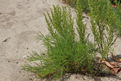 Artemisia campestris ssp. caudatus- Beach Wormwood