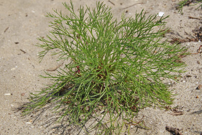 Artemisia campestris ssp. caudatus- Beach Wormwood