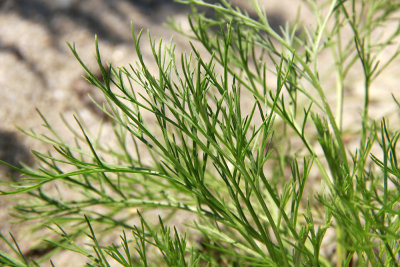 Artemisia campestris ssp. caudatus- Beach Wormwood