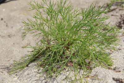 Artemisia campestris ssp. caudatus- Beach Wormwood