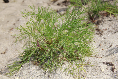 Artemisia campestris ssp. caudatus- Beach Wormwood