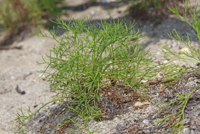 Artemisia campestris ssp. caudatus- Beach Wormwood