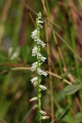 Spiranthes lacera- Slender Lady's Tresses