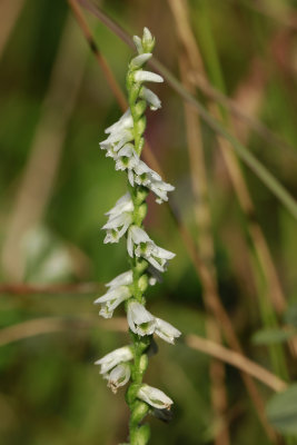 Spiranthes lacera- Slender Lady's Tresses