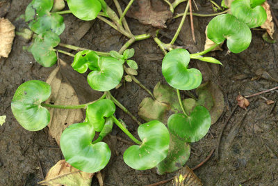 Heteranthera reniformis- Kidneyleaf Mud Plantain