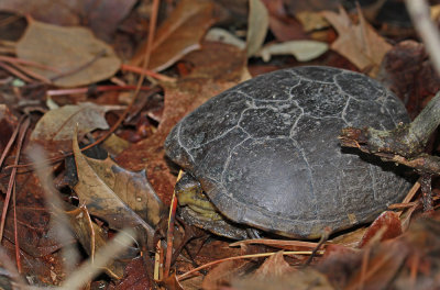 Mud Turtle