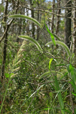 Setaria magna- Giant Foxtail