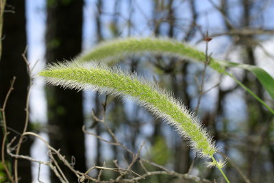 Setaria magna- Giant Foxtail