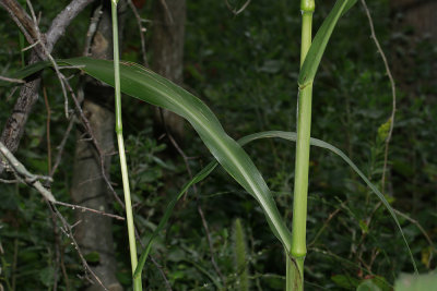 Setaria magna- Giant Foxtail