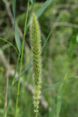 Setaria magna- Giant Foxtail