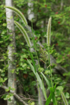 Setaria magna- Giant Foxtail