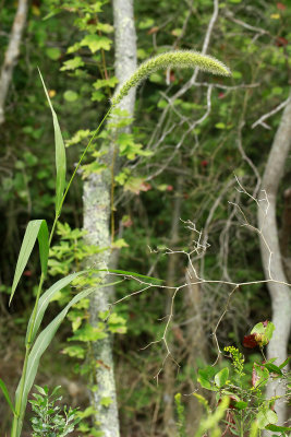 Setaria magna- Giant Foxtail