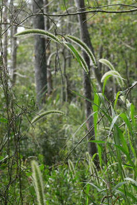 Setaria magna- Giant Foxtail