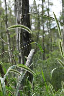 Setaria magna- Giant Foxtail