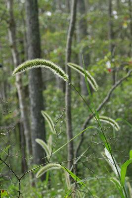 Setaria magna- Giant Foxtail