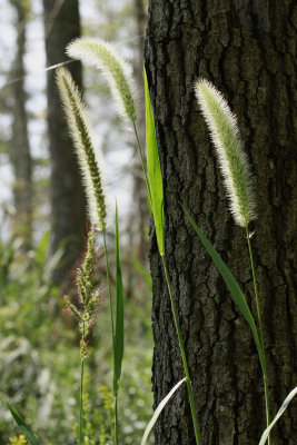 Setaria magna- Giant Foxtail