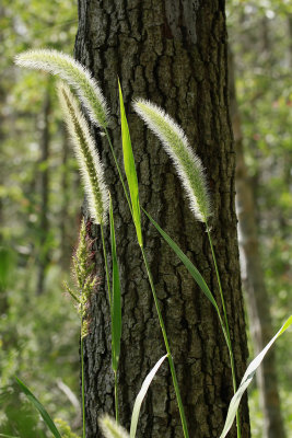 Setaria magna- Giant Foxtail