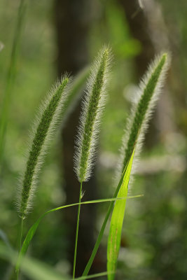 Setaria magna- Giant Foxtail