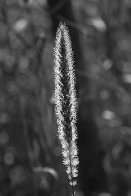 Setaria magna- Giant Foxtail