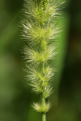 Setaria magna- Giant Foxtail