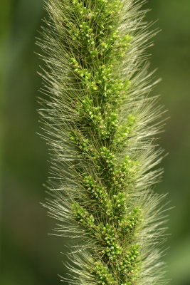 Setaria magna- Giant Foxtail