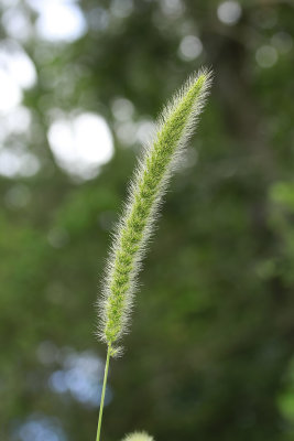 Setaria magna- Giant Foxtail
