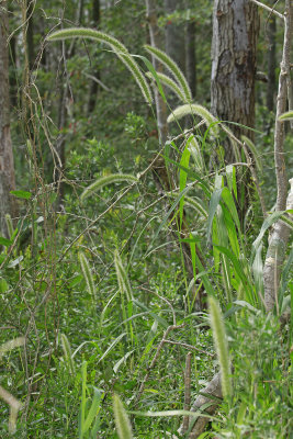 Setaria magna- Giant Foxtail