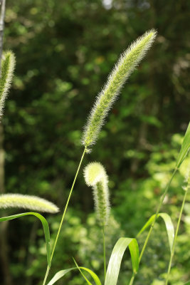Setaria magna- Giant Foxtail