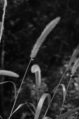 Setaria magna- Giant Foxtail