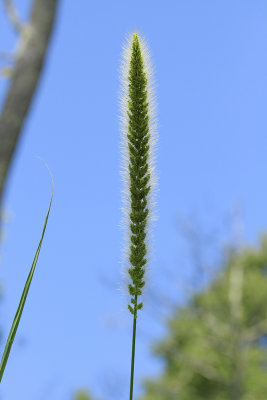 Setaria magna- Giant Foxtail