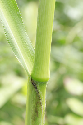 Setaria magna- Giant Foxtail